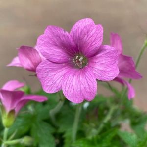 Kakost Wargrave Pink