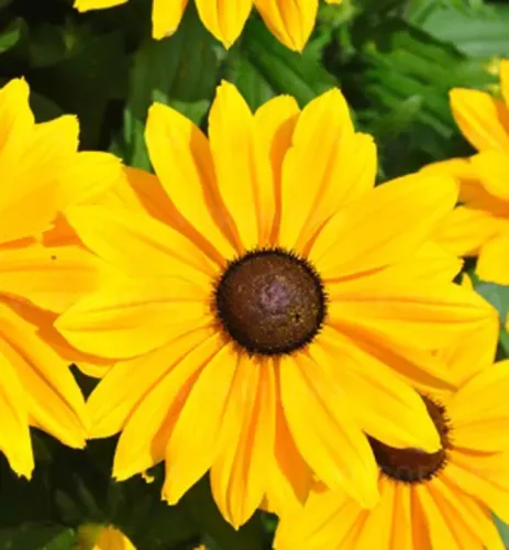 Třapatka Rudbeckia SmileyZ BIG LUCK