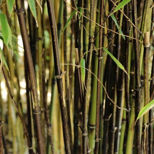 Bambus Fargesia BLACK PEARL 