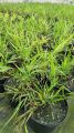 Trawa Hakonechloa GREENHILLS