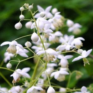 Žluťucha delavaya ALBUM