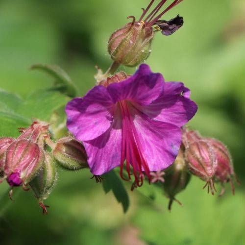 Kakost BEVAN’S VARIETY