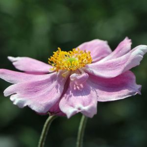 Sasanka KONIGIN CHARLOTTE 