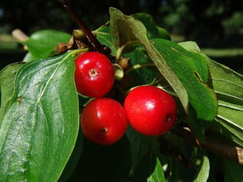 Dřín obecný CORNUS MAS 