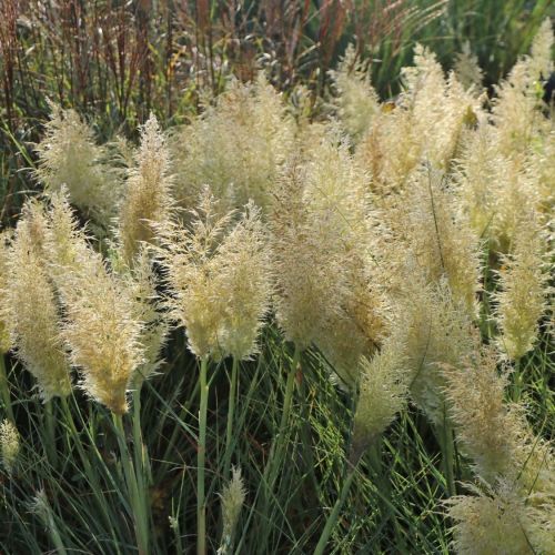 Kortaderie dvoudomá TINY PAMPA