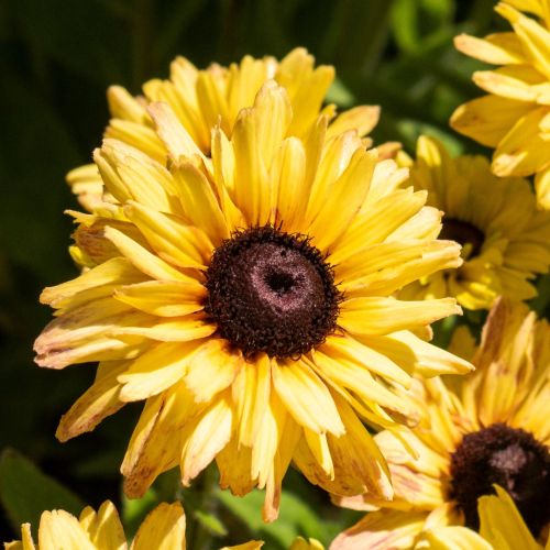 Třapatka FLAMENCO VANILLA