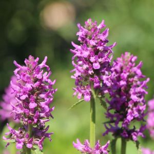 Čistec velkokvětý HUMMELO 