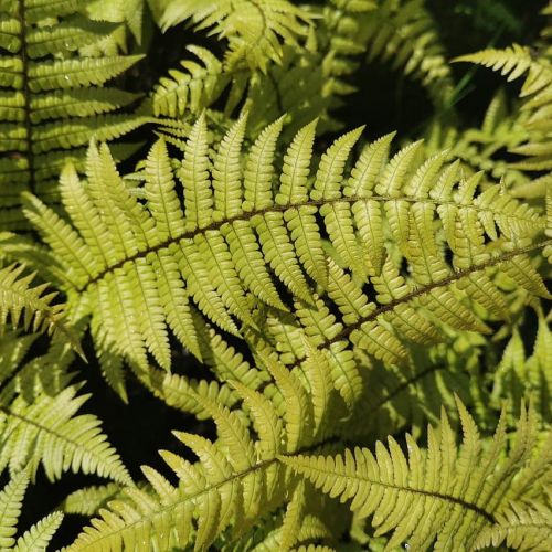  Kapraď Wallicha JURASSIC GOLD 