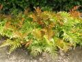 Narecznica AUTUMN FERN