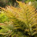Narecznica AUTUMN FERN