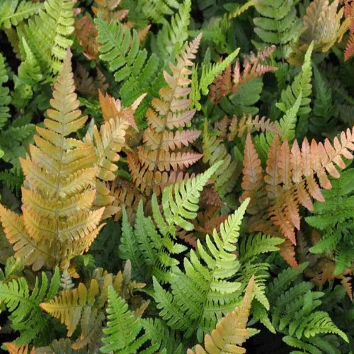  Kapraď AUTUMN FERN 