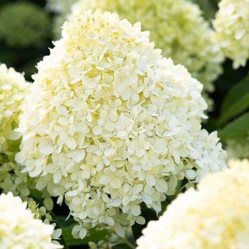 Hortenzie latnatá LIVING COTTON CREAM