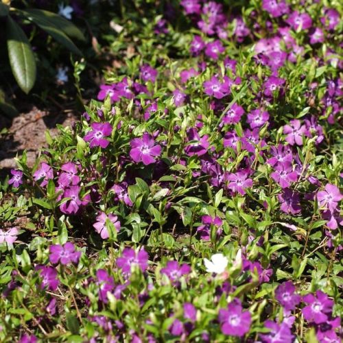 Barvínek ARTROPURPURA