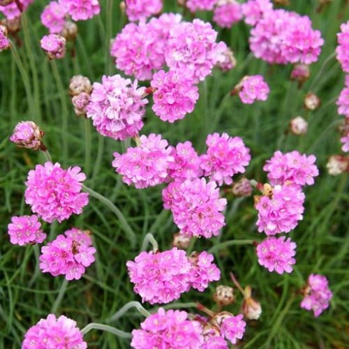 Trávnička ARMADA ROSE