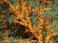 Rokitnik pospolity FRIESDORFER ORANGE