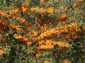 Rokitnik pospolity FRIESDORFER ORANGE