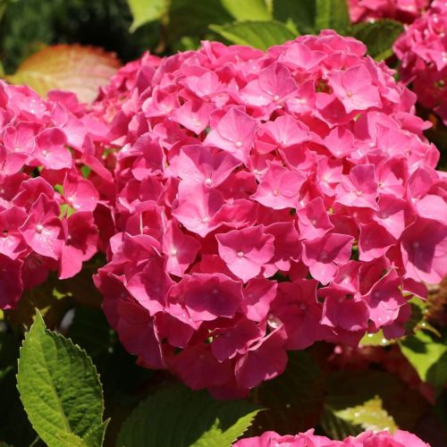 Hortenzie MACROPHYLLA