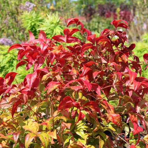 Nandina FIREPOWER