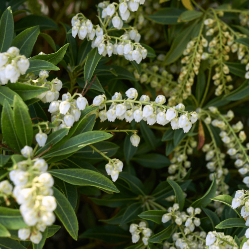 PIERIS japonská SARABANDE