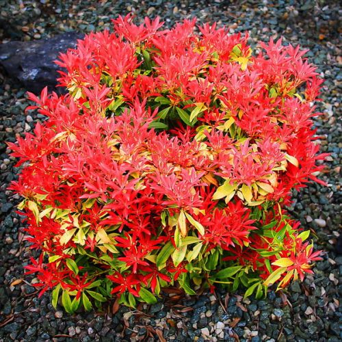PIERIS japonská FOREST FLAME 