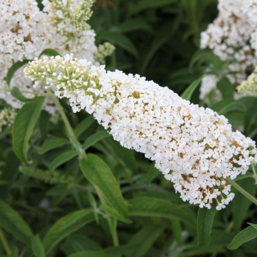 Komule Davidova WHITE PROFUSION