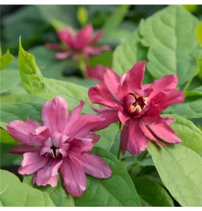 Sazaník květnatý HARTLAGE WINE