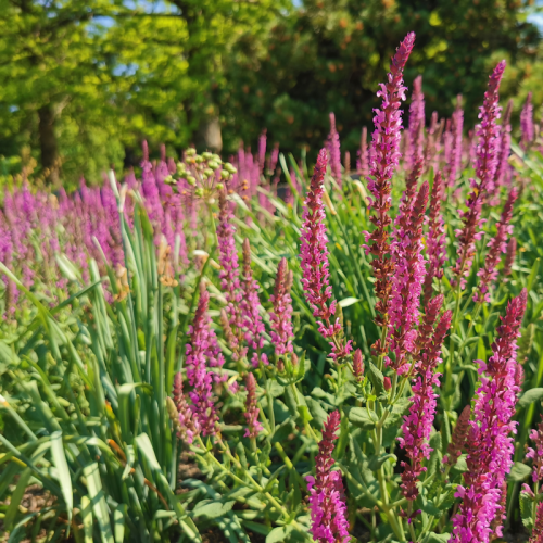 Šalvěj hajní PINK BEAUTY