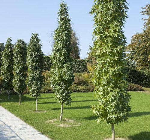 AMBROŇ ZÁPADNÍ SLENDER SILHOUETTE