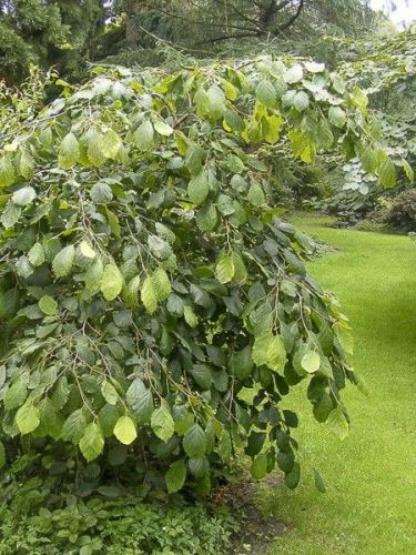 Očar žlutý  Pendula na kmeni