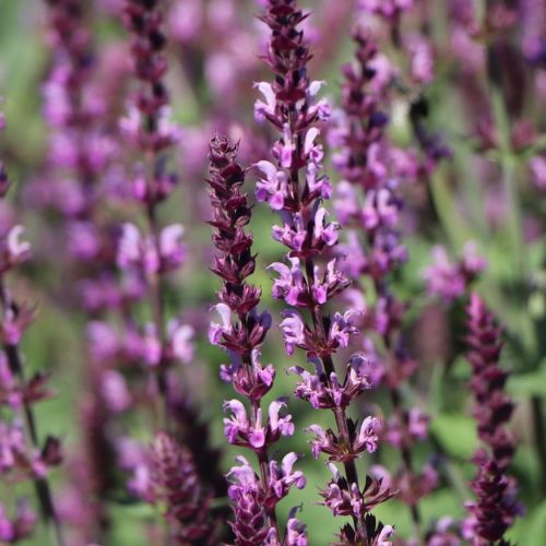 Šalvěj hajní AMETHYST