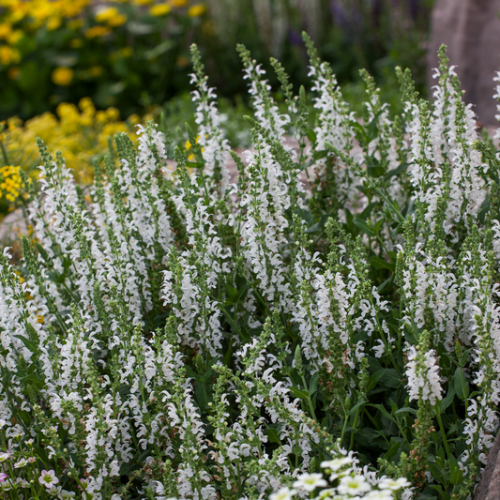 Šalvěj hajní DEEP WHITE 