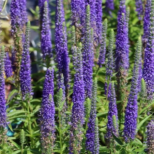 Rozrazil ULSTER DWARF BLUE 