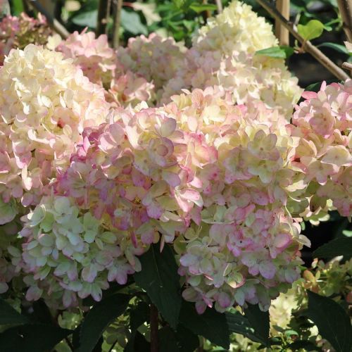 Hortenzie PETITE FLORI