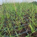 Sesleria JESIENNA
