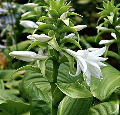 Bohyška - Hosta GRANDIFLORA