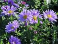 glattblatt-aster-marie-ballard-m085284_w_1.jpg