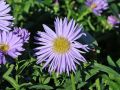 glattblatt-aster-marie-ballard-m085284_w_4.jpg