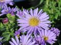 glattblatt-aster-marie-ballard-m085284_w_3.jpg