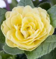 Pierwiosnek Belarina CREAM