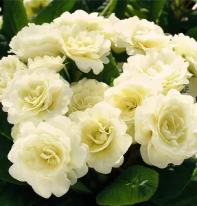 Prvosenka Belarina CREAM