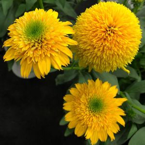 Třapatkovka CARA MIA YELLOW