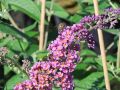 Budleja FLOWER POWER