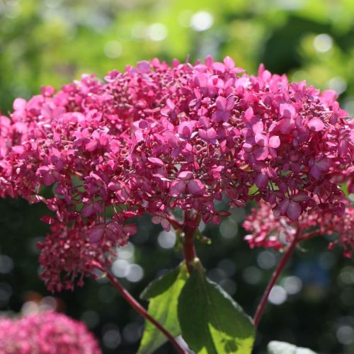 Hortenzie PINK ANNABELLE