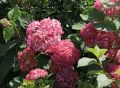 Hortensja PINK ANNABELLE