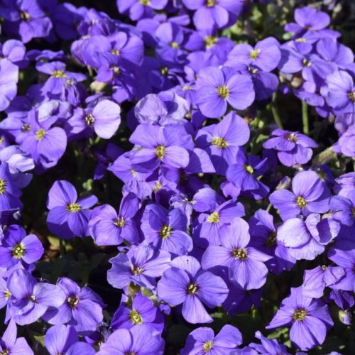 Tařička Glacier Blue