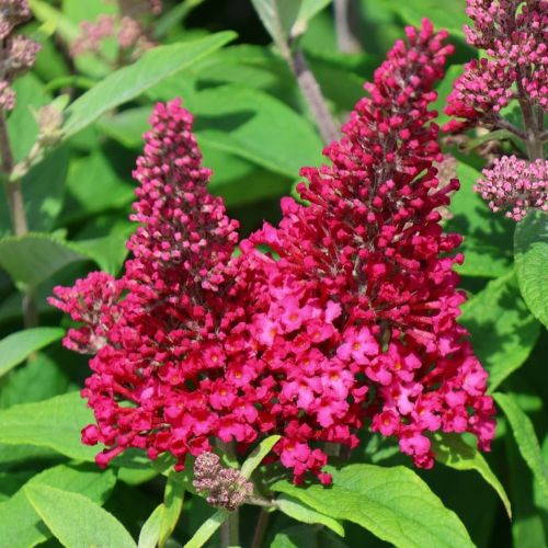 Komule BUTTERFLY CANDY LITTLE RUBY