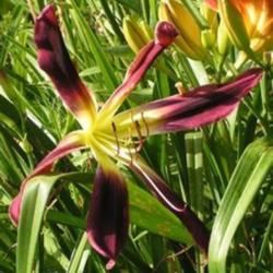 Denivka CHOKECHERRY MOUNTAIN 