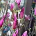 Šácholan ALEXANDRINA