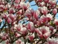 Magnolia ALEXANDRINA.webp