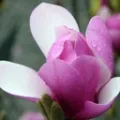Magnolia ALEXANDRINA